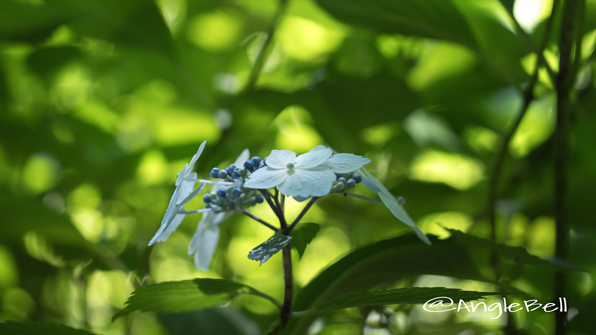 イロドリ 彩 (ヤマアジサイ) Flower Photo2