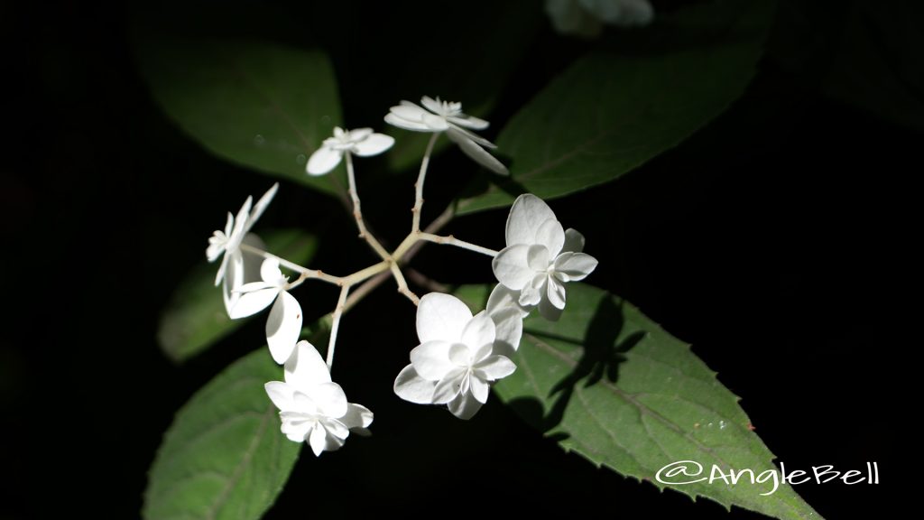 シロフジ 白富士 (ヤマアジサイ) Flower Photo1