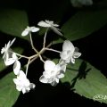 シロフジ 白富士 (ヤマアジサイ) Flower Photo1