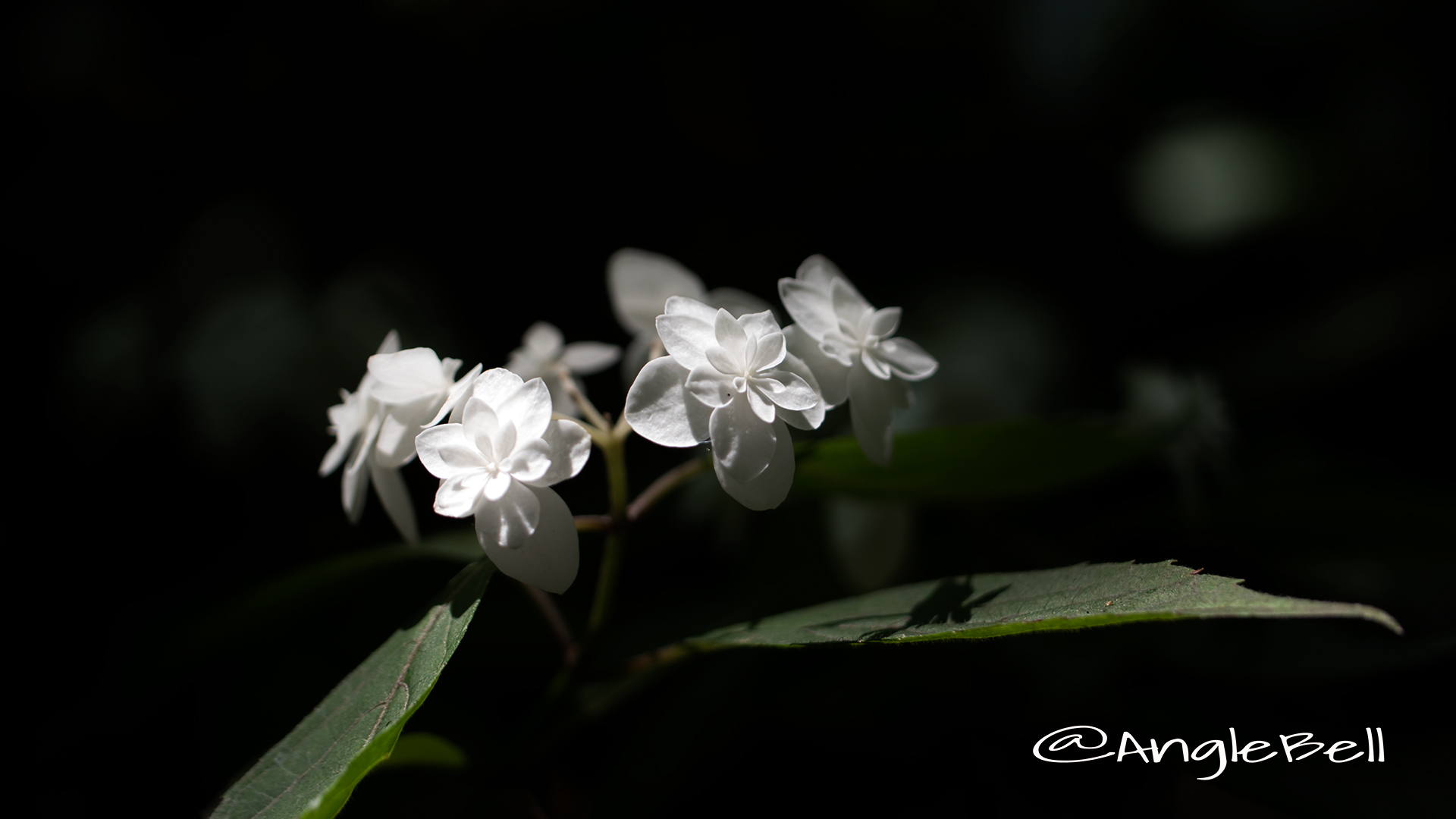 シロフジ 白富士 (ヤマアジサイ) Flower Photo2