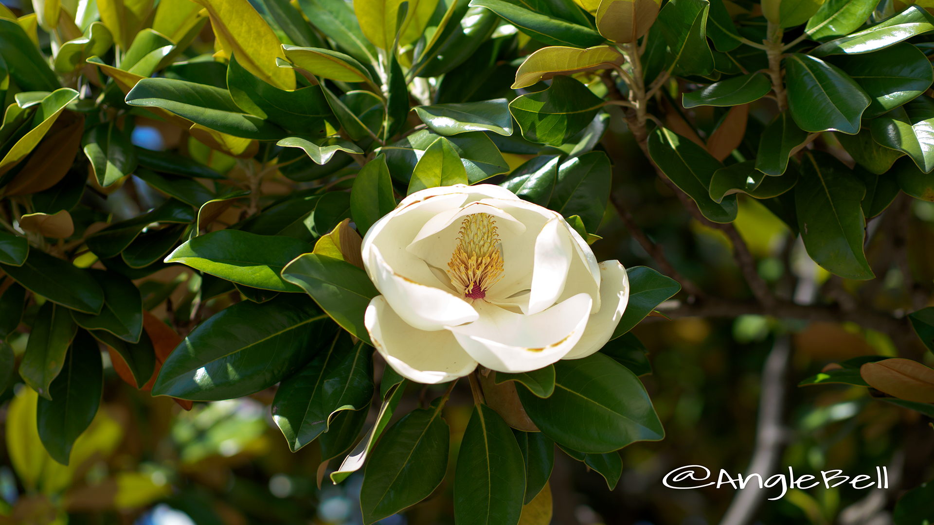 タイサンボク 泰山木 Flower Photo1