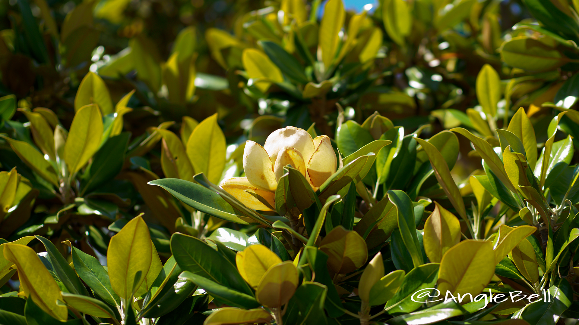 タイサンボク 泰山木 Flower Photo3