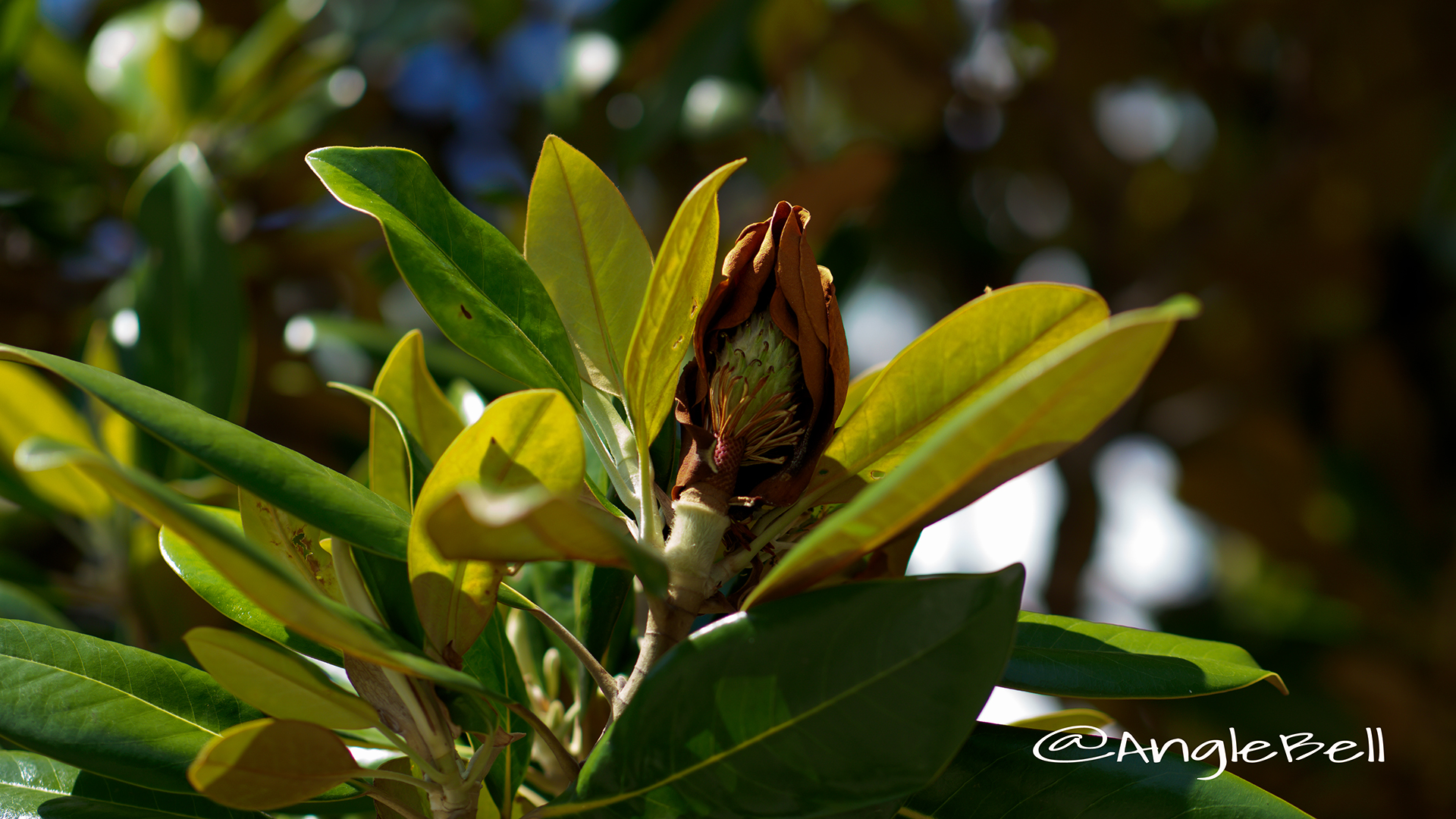 タイサンボク 泰山木 Flower Photo2