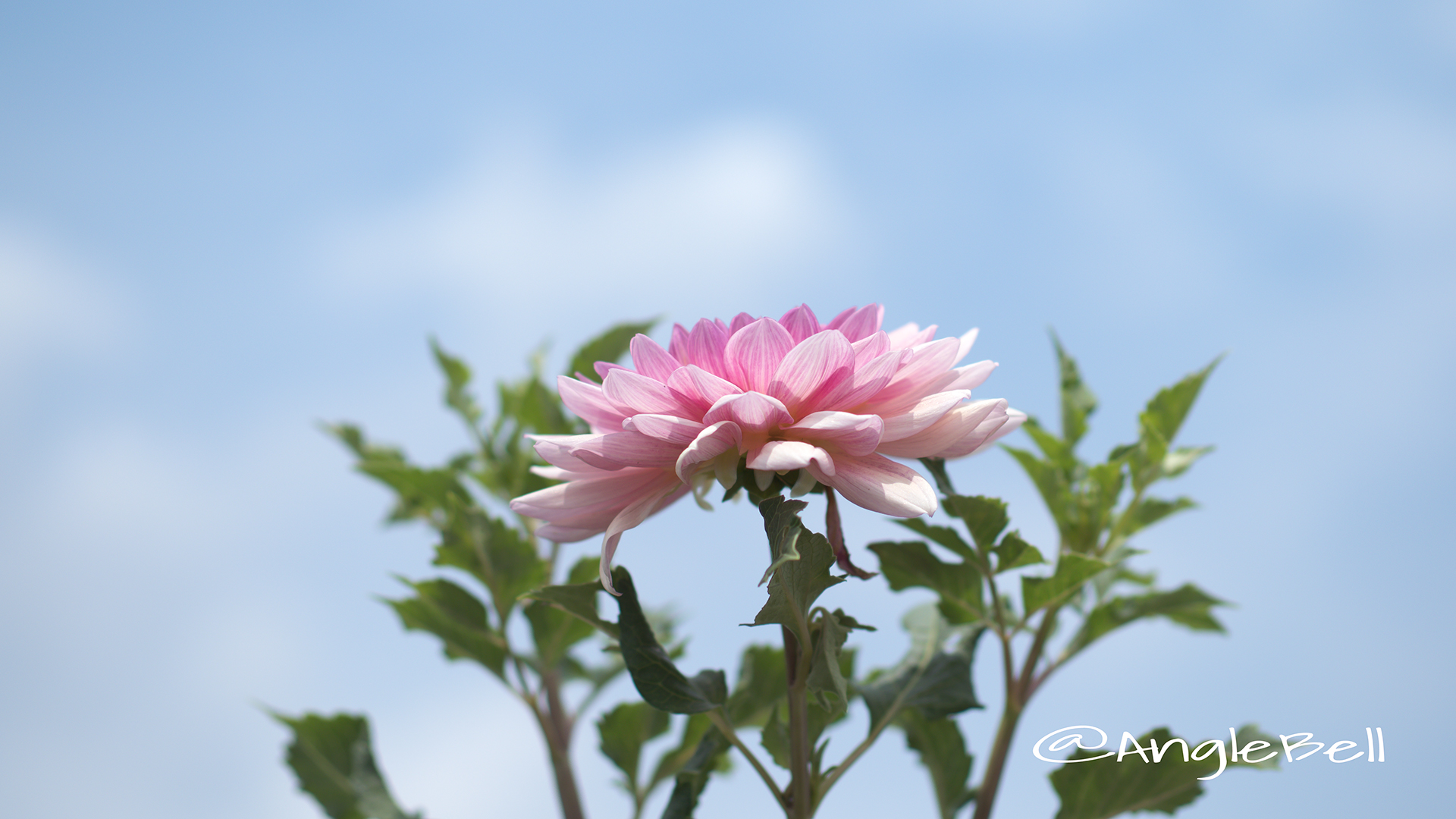 コウラク 幸楽 (ダリア) Flower Photo2