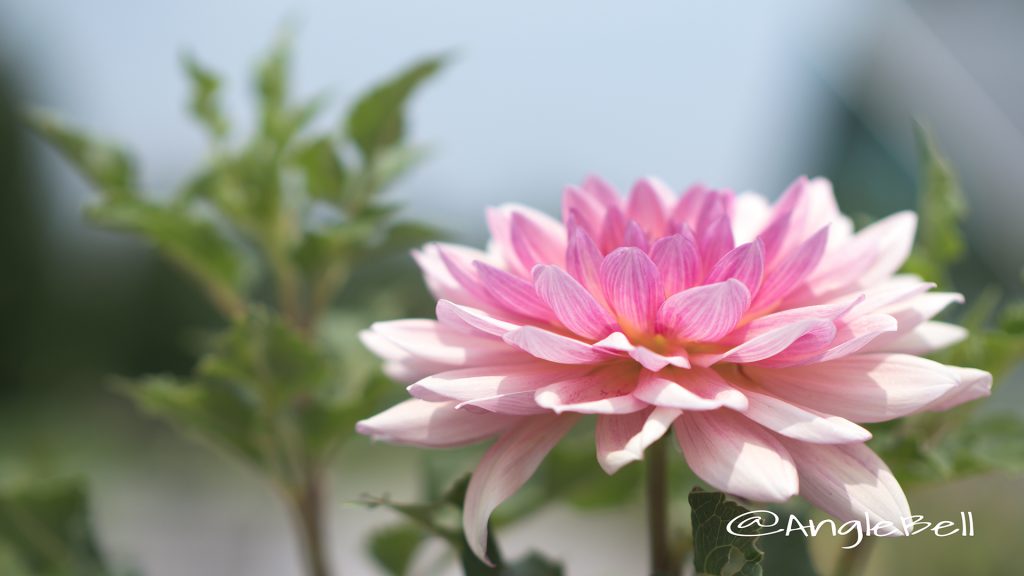 コウラク 幸楽 (ダリア) Flower Photo1