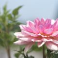 コウラク 幸楽 (ダリア) Flower Photo1