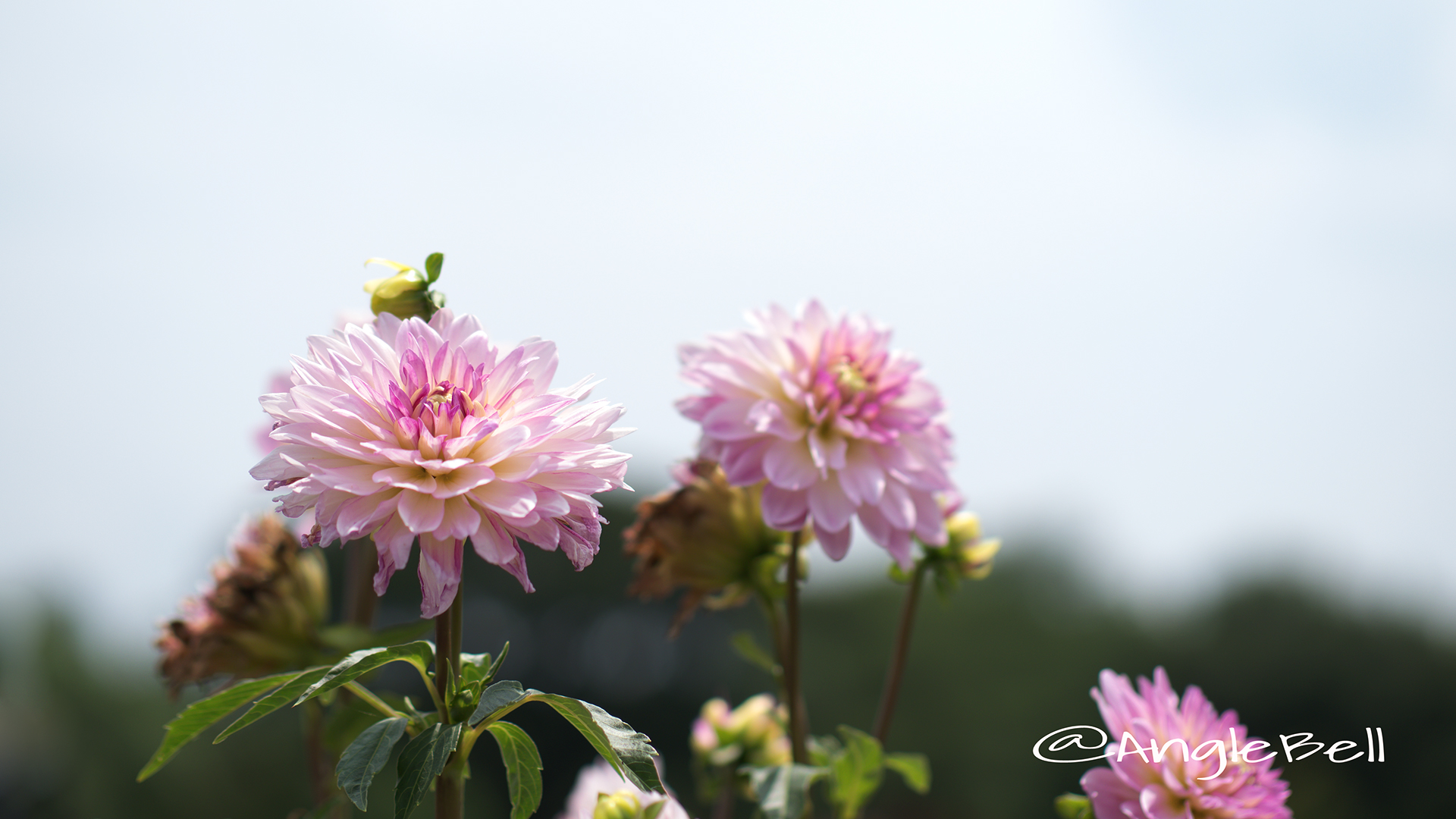 サフラン (ダリア) Flower Photo2