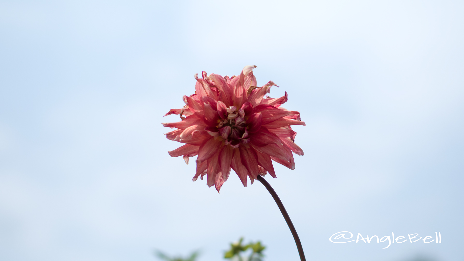 大恋愛 (ダリア) Flower Photo2