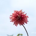 大恋愛 (ダリア) Flower Photo1