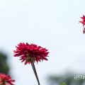 熱唱 (ダリア) Flower Photo1