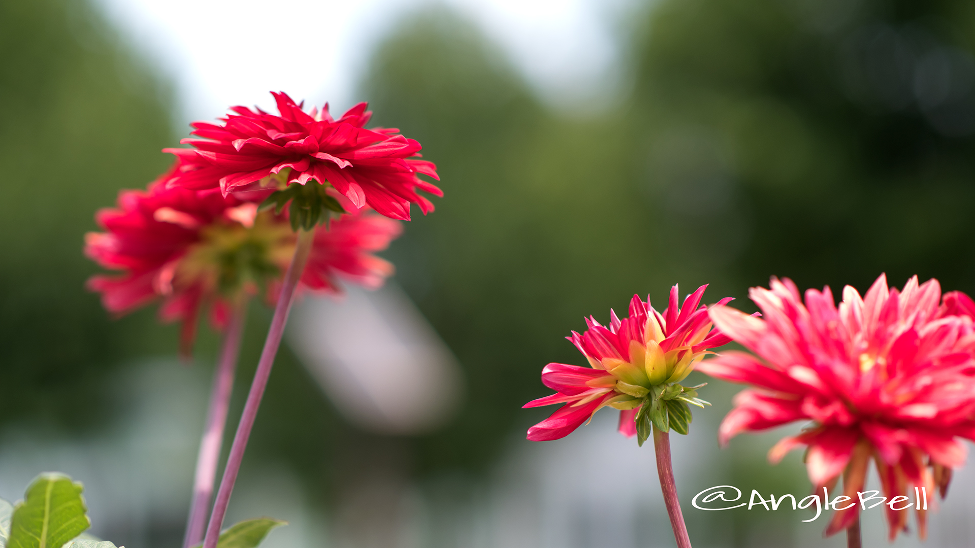 熱唱 (ダリア) Flower Photo2