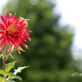 クララヒューストン (ダリア) Flower Photo1