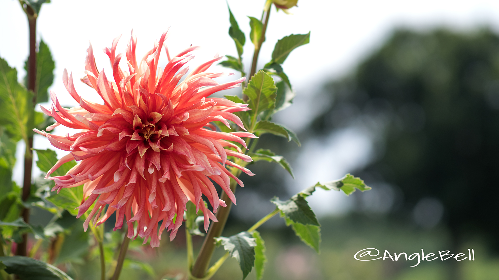 クララヒューストン (ダリア) Flower Photo3