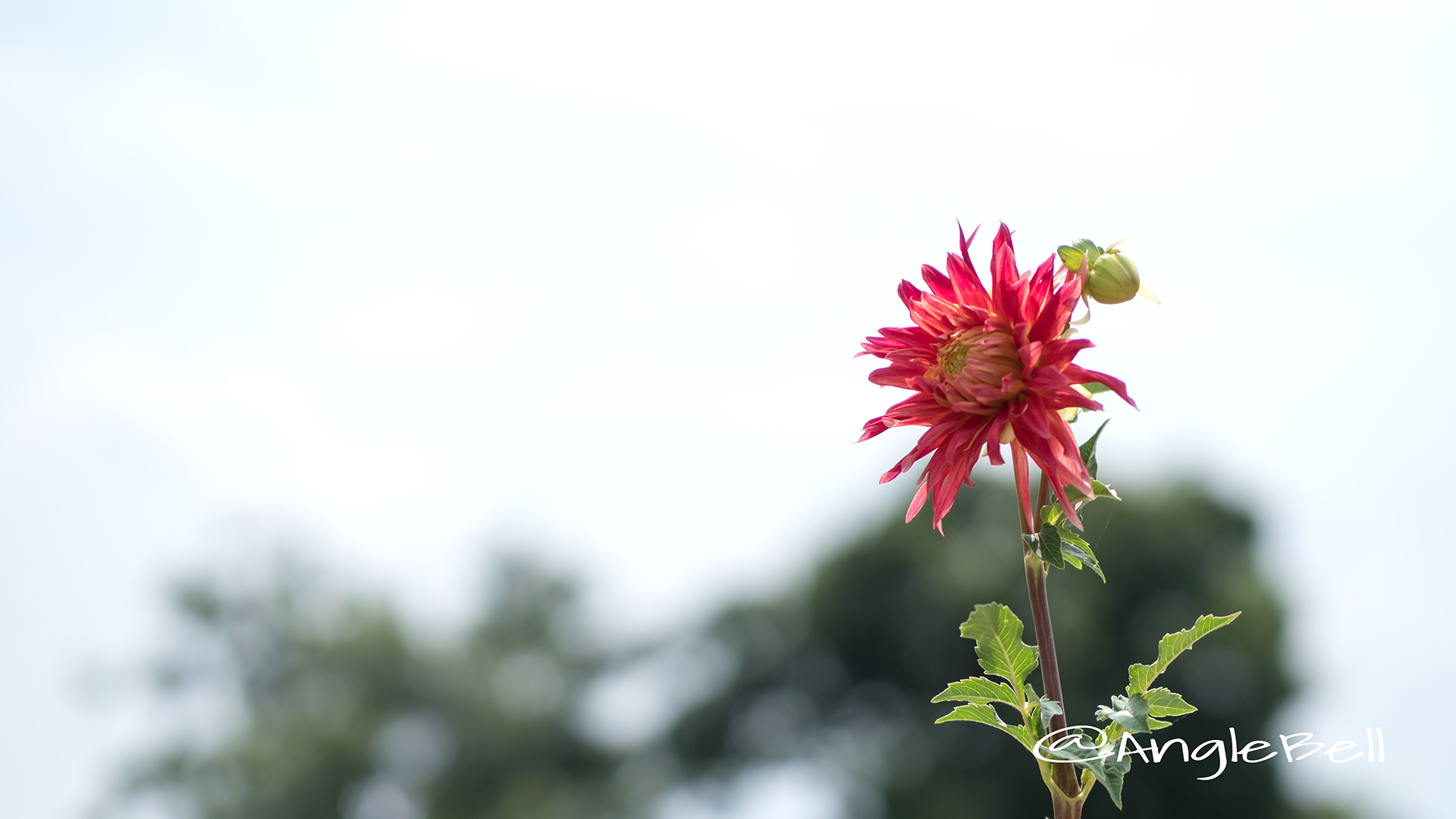 クララヒューストン (ダリア) Flower Photo2