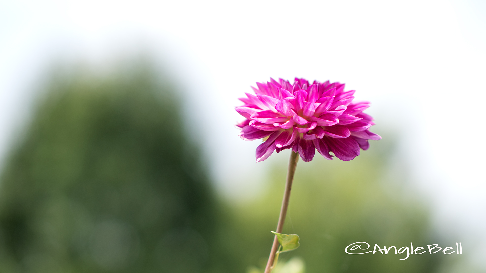 イエスタデー (ダリア) Flower Photo2