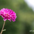 イエスタデー (ダリア) Flower Photo1