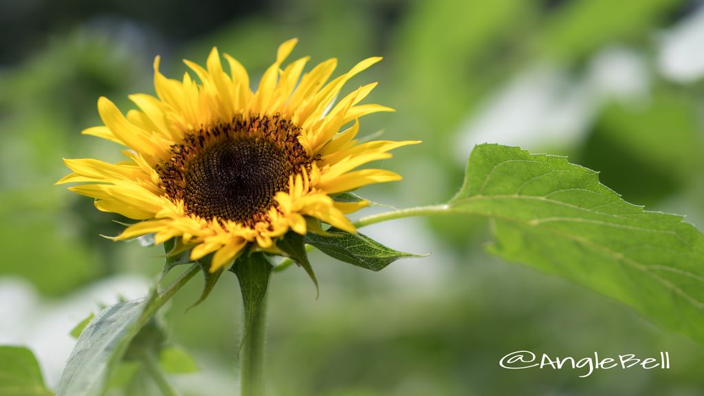ヒマワリ ゴッホ Flower Photo1