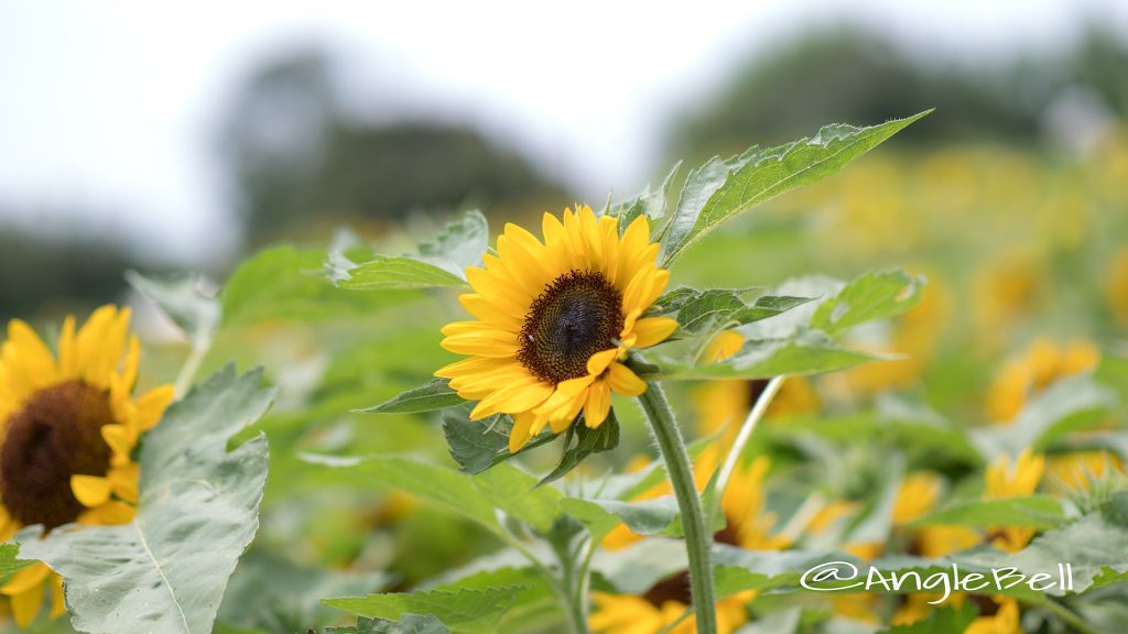 ヒマワリ グットスマイル Flower Photo1