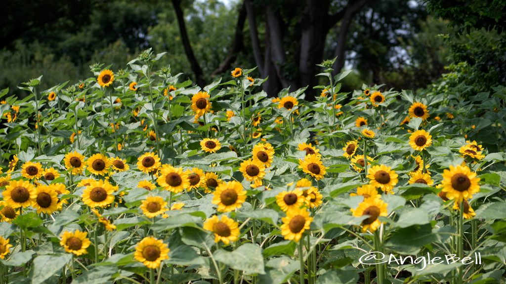 ヒマワリ ビンセントオレンジ Flower Photo1