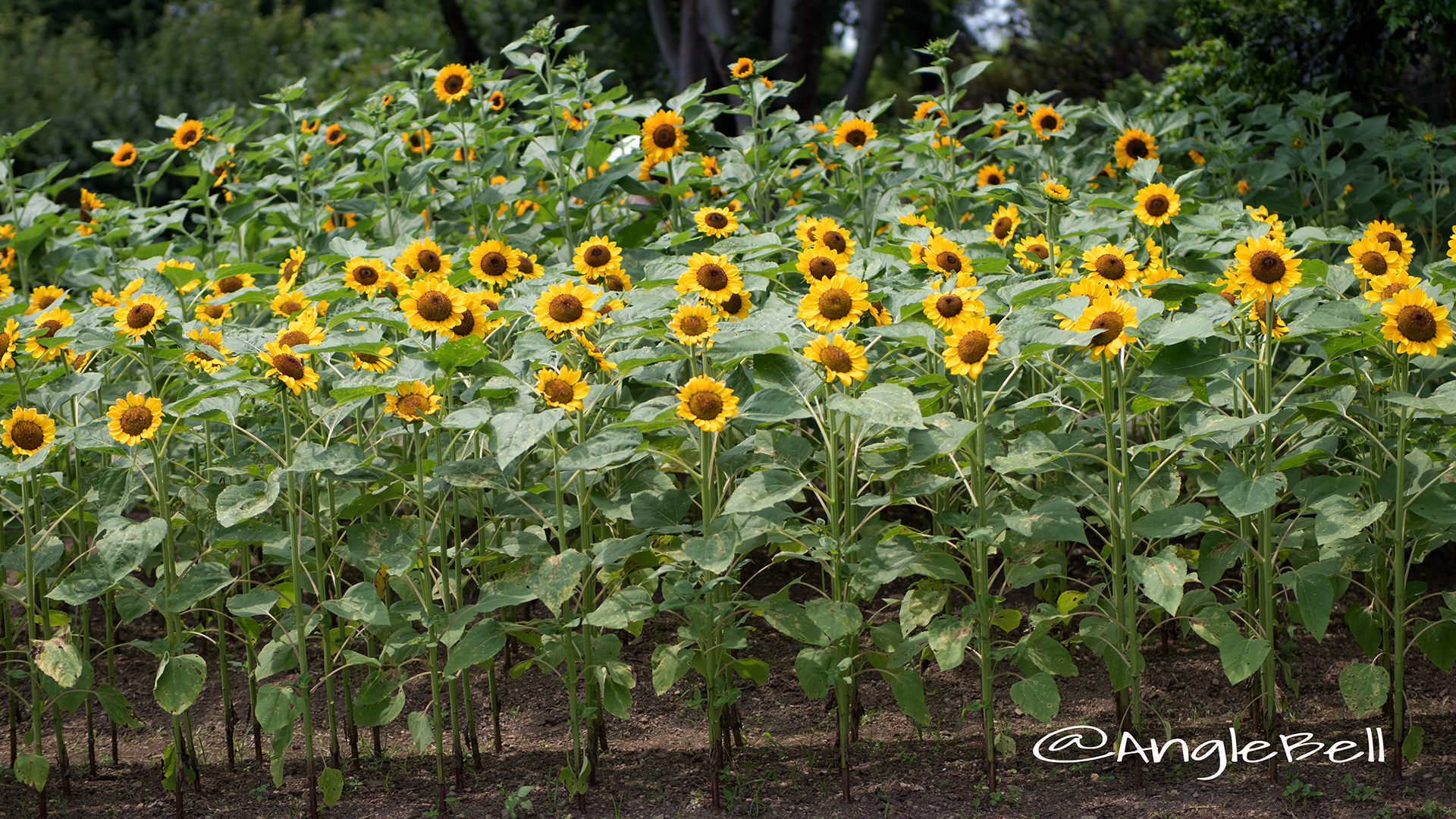 ヒマワリ ビンセントオレンジ Flower Photo3