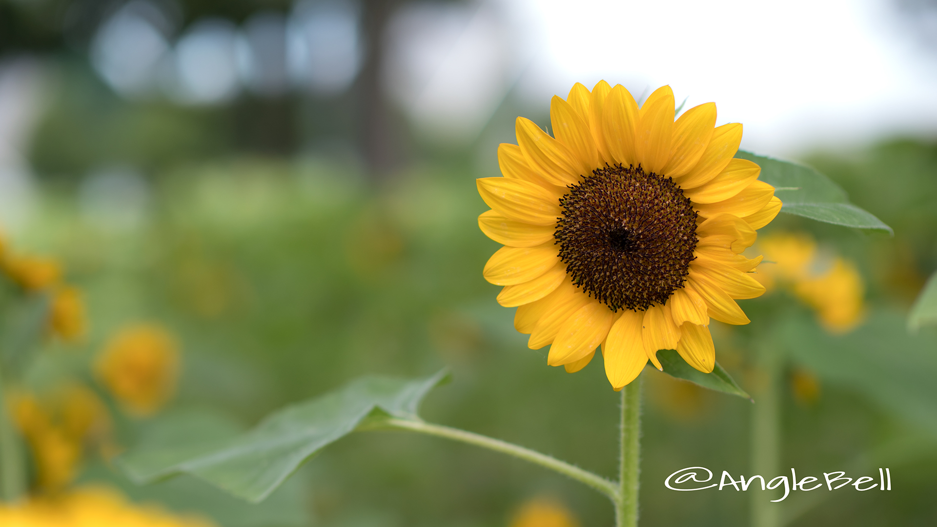 ヒマワリ ビンセントネーブル Flower Photo2