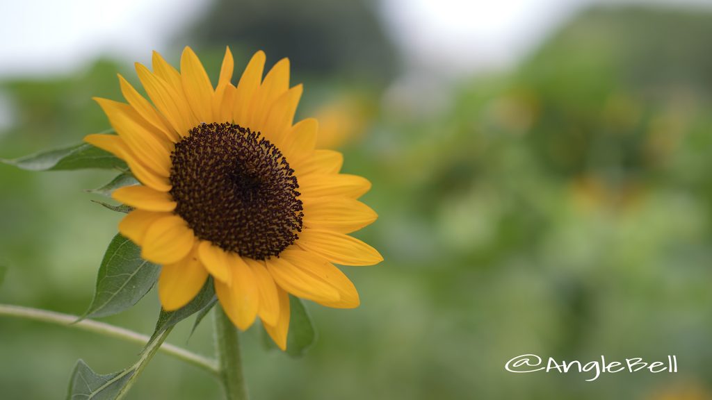 ヒマワリ ビンセントネーブル Flower Photo1
