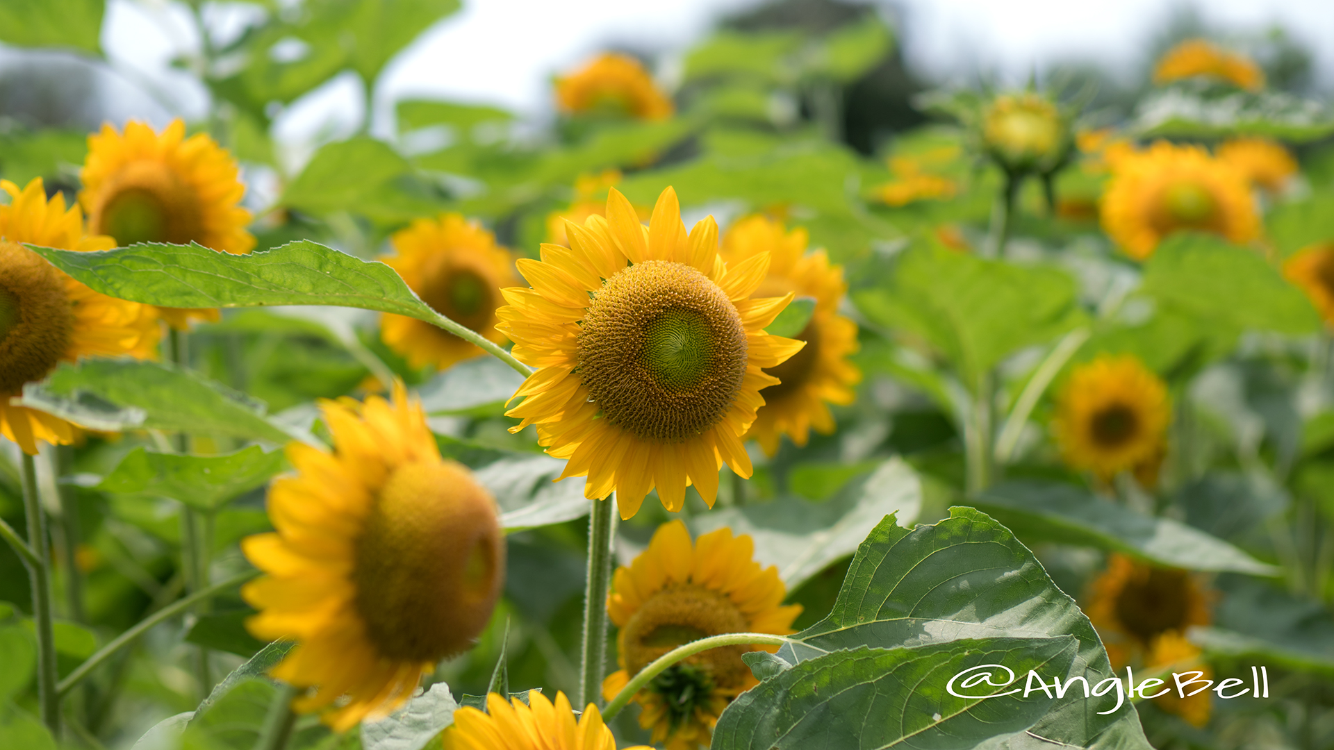 ヒマワリ サンリッチフレッシュオレンジ Flower Photo2