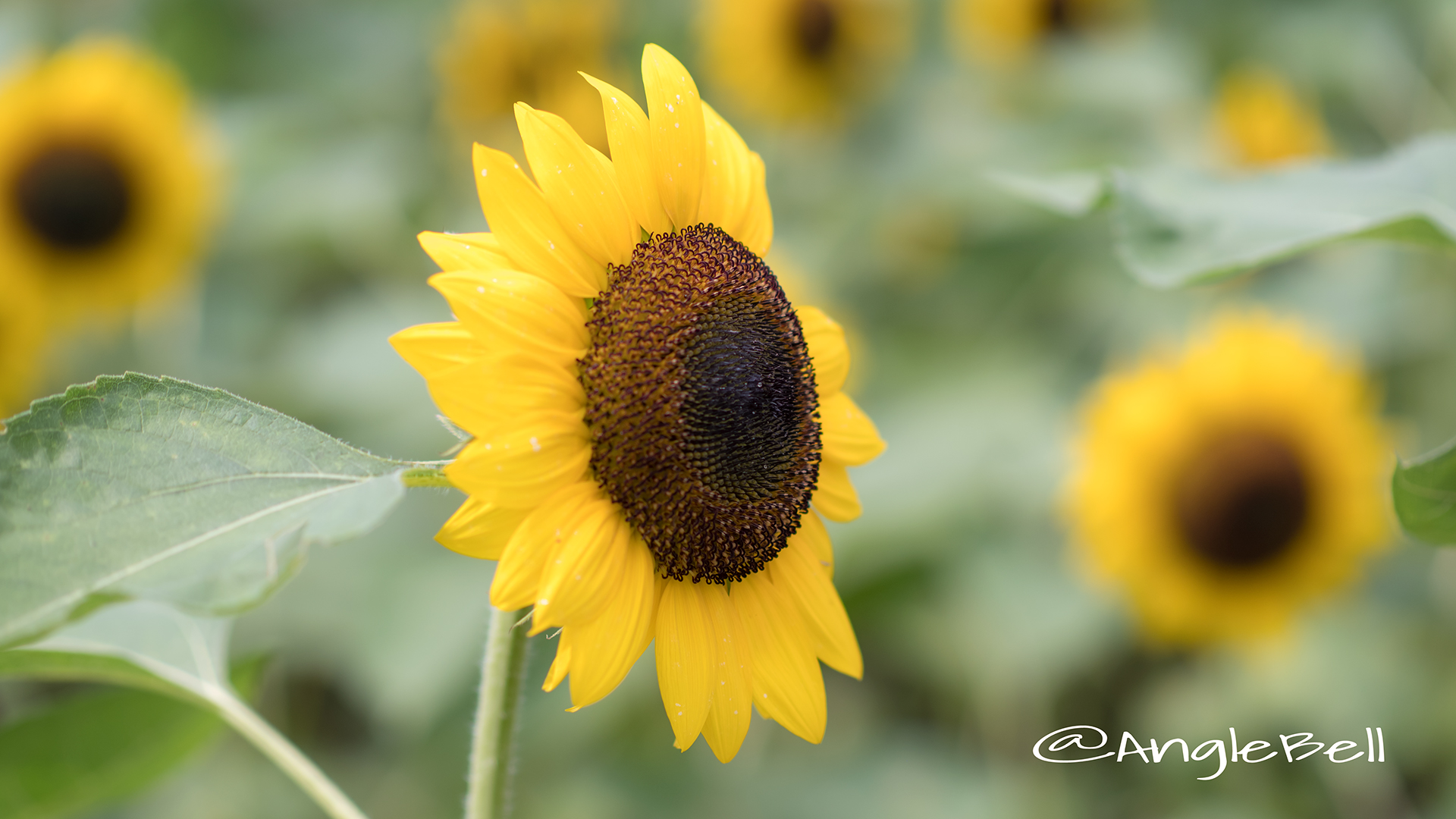 ヒマワリ サンリッチマンゴー Flower Photo2