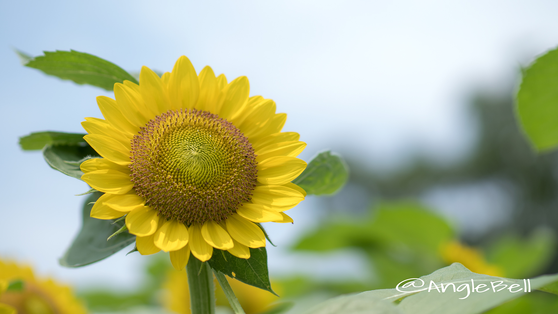 ヒマワリ サンリッチフレッシュレモン Flower Photo3