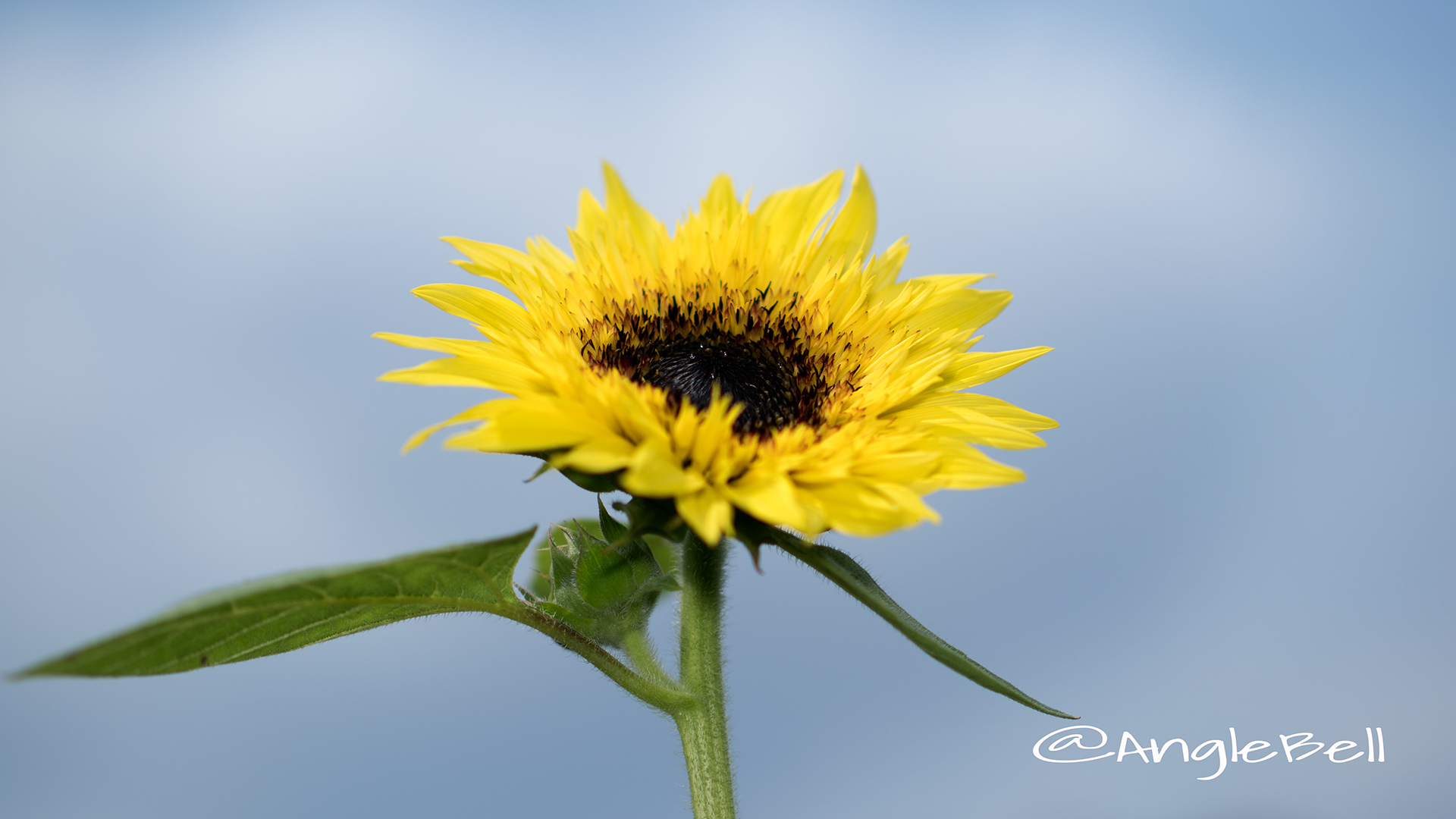 ヒマワリ レモンエクレア Flower Photo2