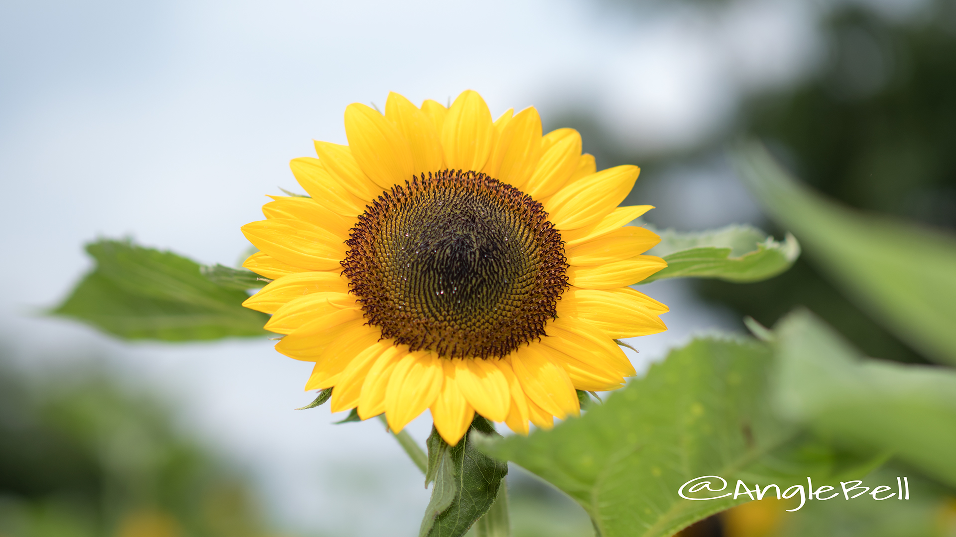 ヒマワリ レモンエクレア Flower Photo3