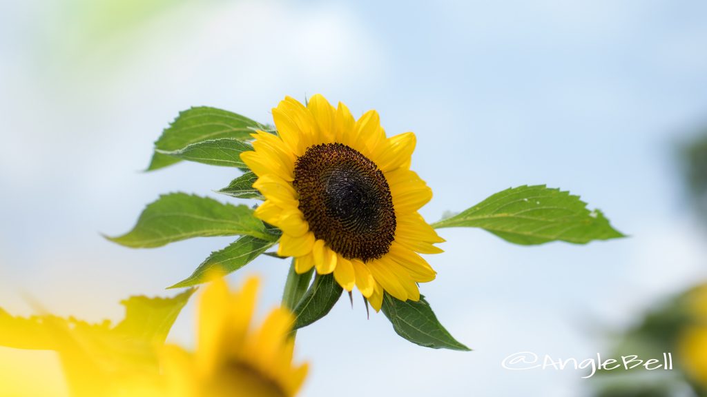 ヒマワリ レモンエクレア Flower Photo1