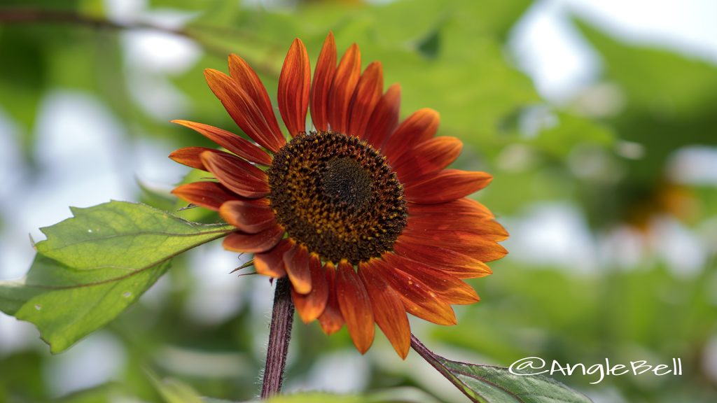 ヒマワリ クラレット Flower Photo1