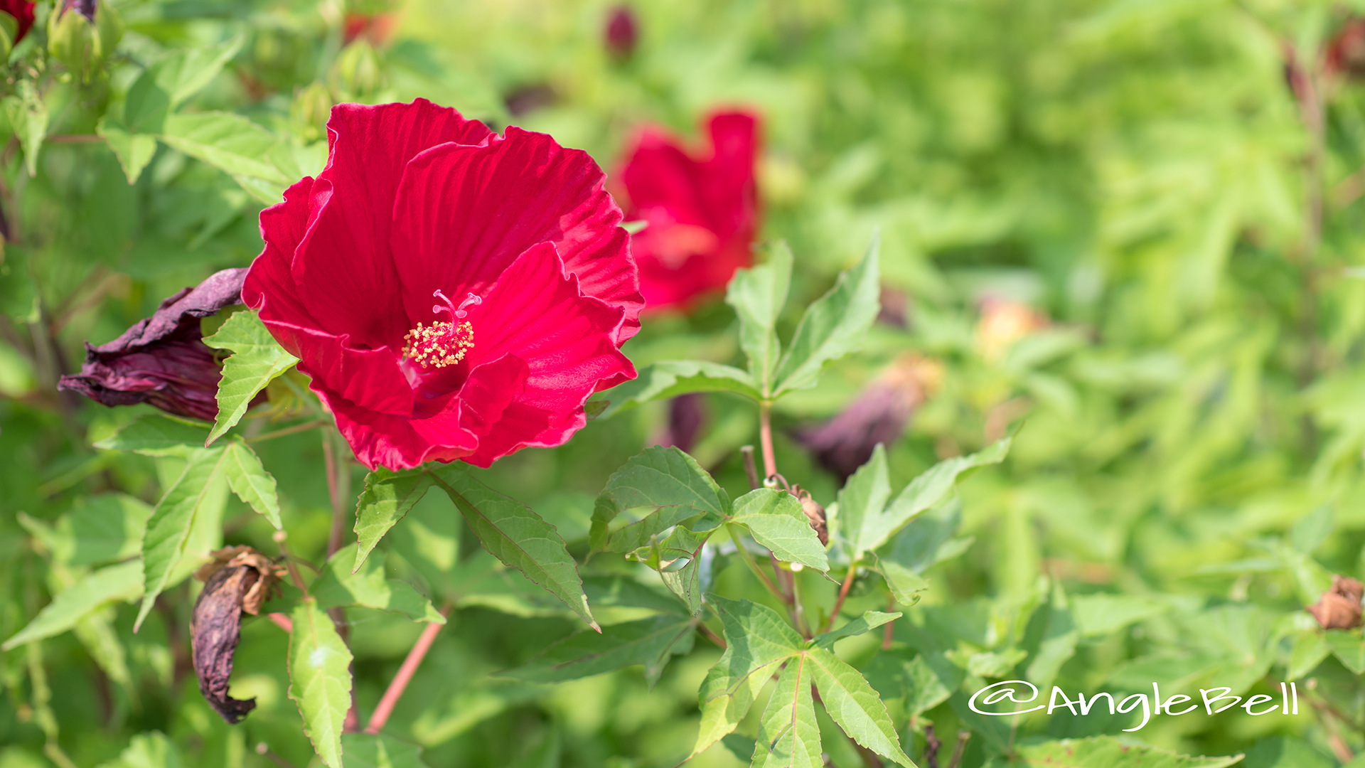 タイタンビカス-バルカン Flower Photo2