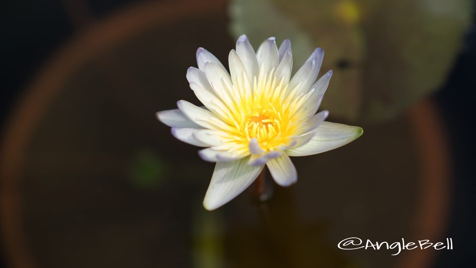 リンエレン (スイレン)