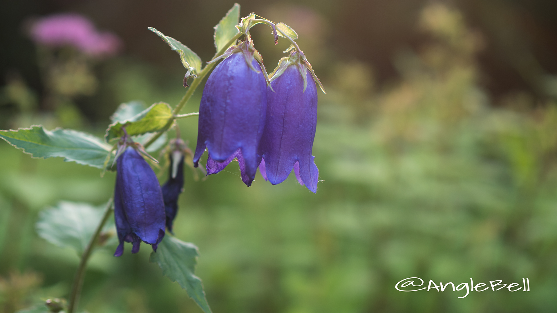 ホタルブクロ 蛍袋 Flower Photo2