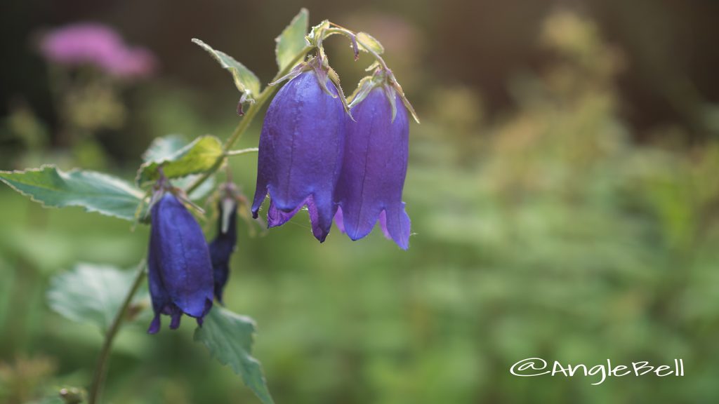 ホタルブクロ 蛍袋 Flower Photo1