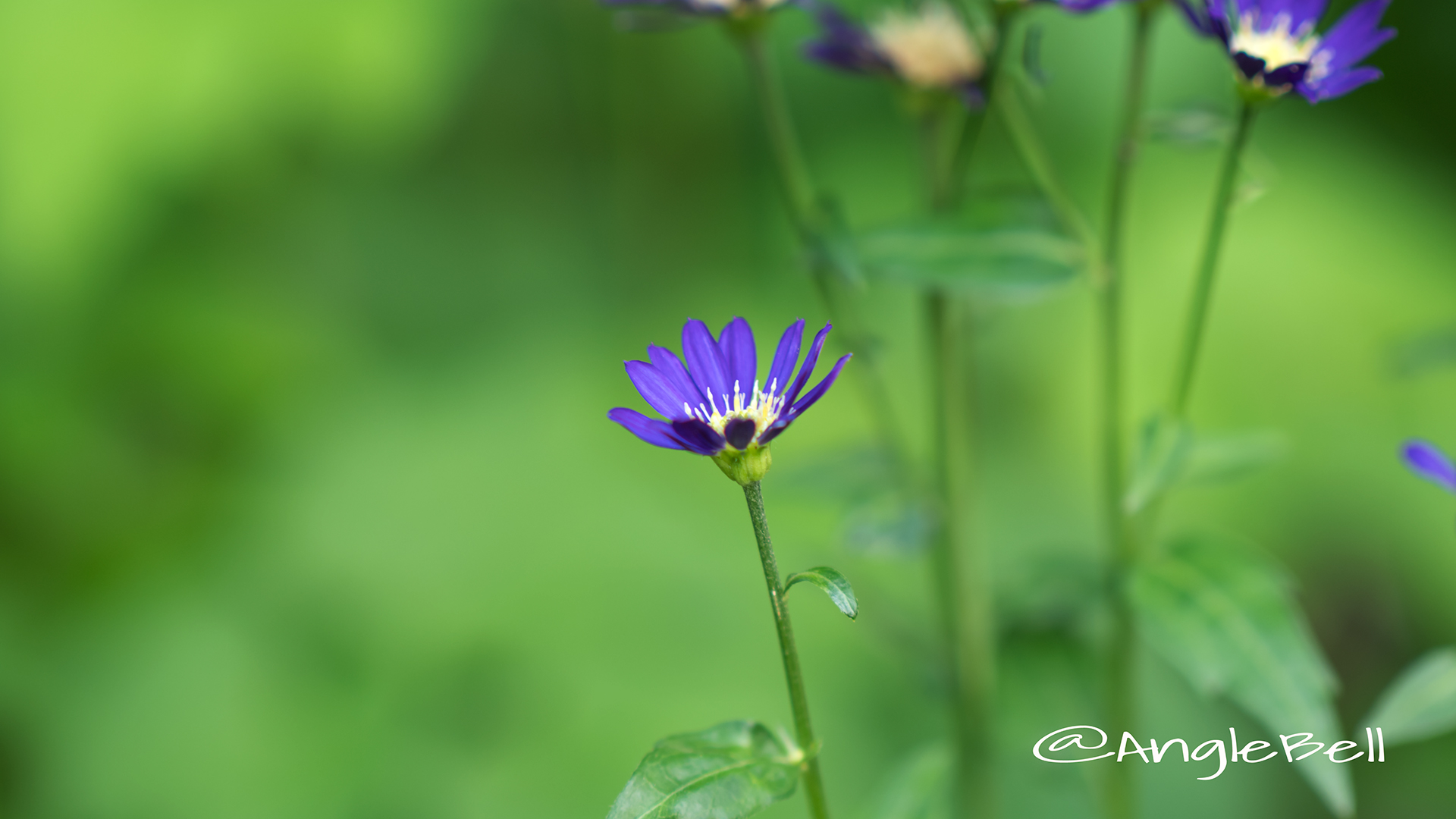 ミヤコワスレ 都忘れ Flower Photo3