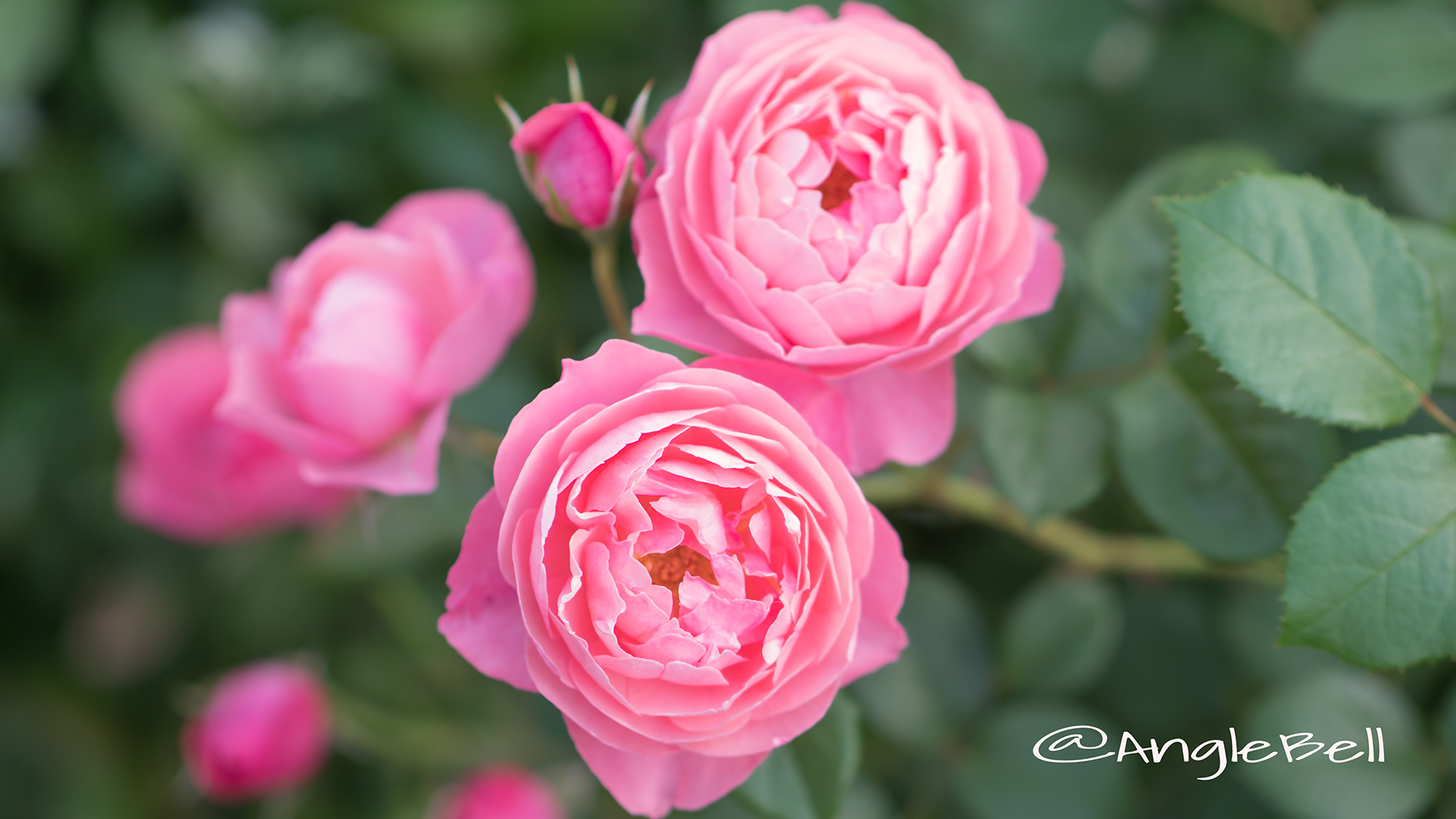 バラ レイモンブラン Flower Photo2