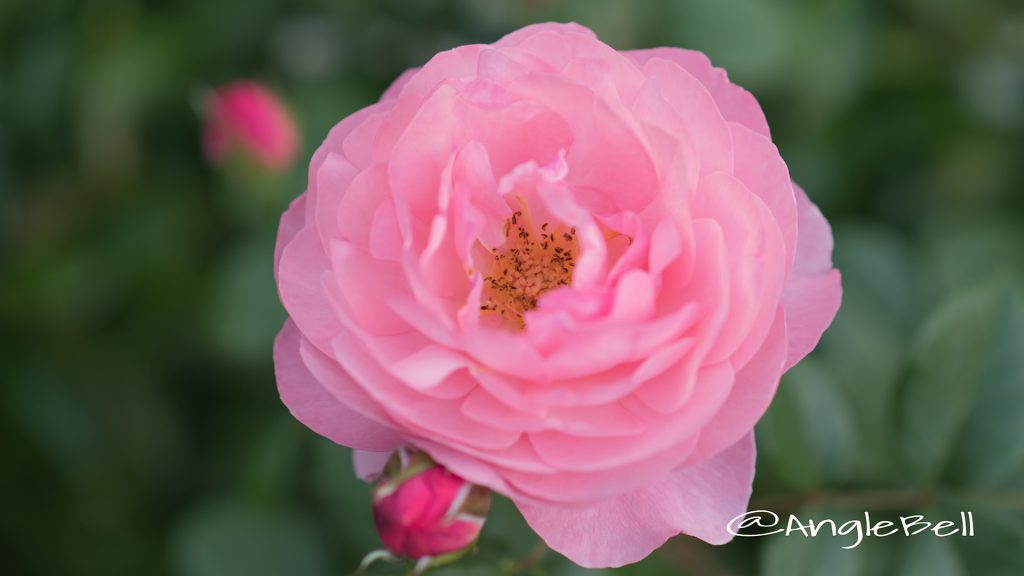 バラ レイモンブラン Flower Photo1