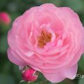 バラ レイモンブラン Flower Photo1