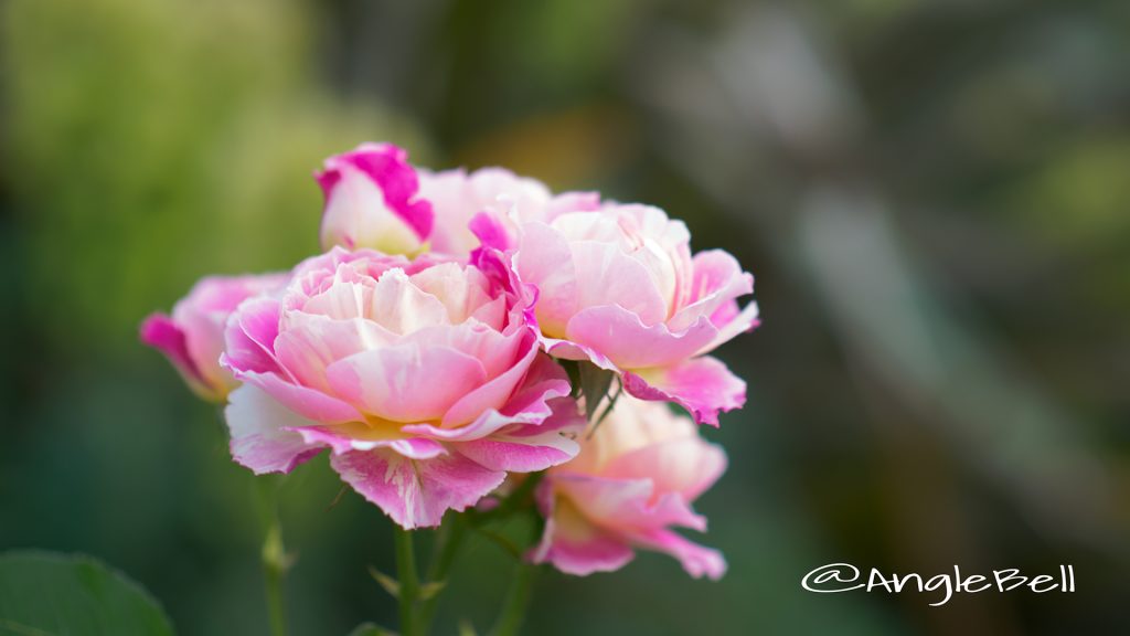 バラ クロードモネ Flower Photo1