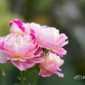 バラ クロードモネ Flower Photo1