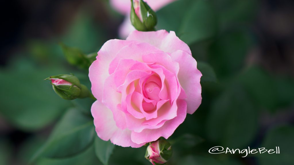 バラ ストロベリーアイス Flower Photo1