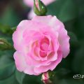 バラ ストロベリーアイス Flower Photo1