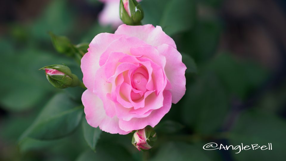 バラ ストロベリーアイス