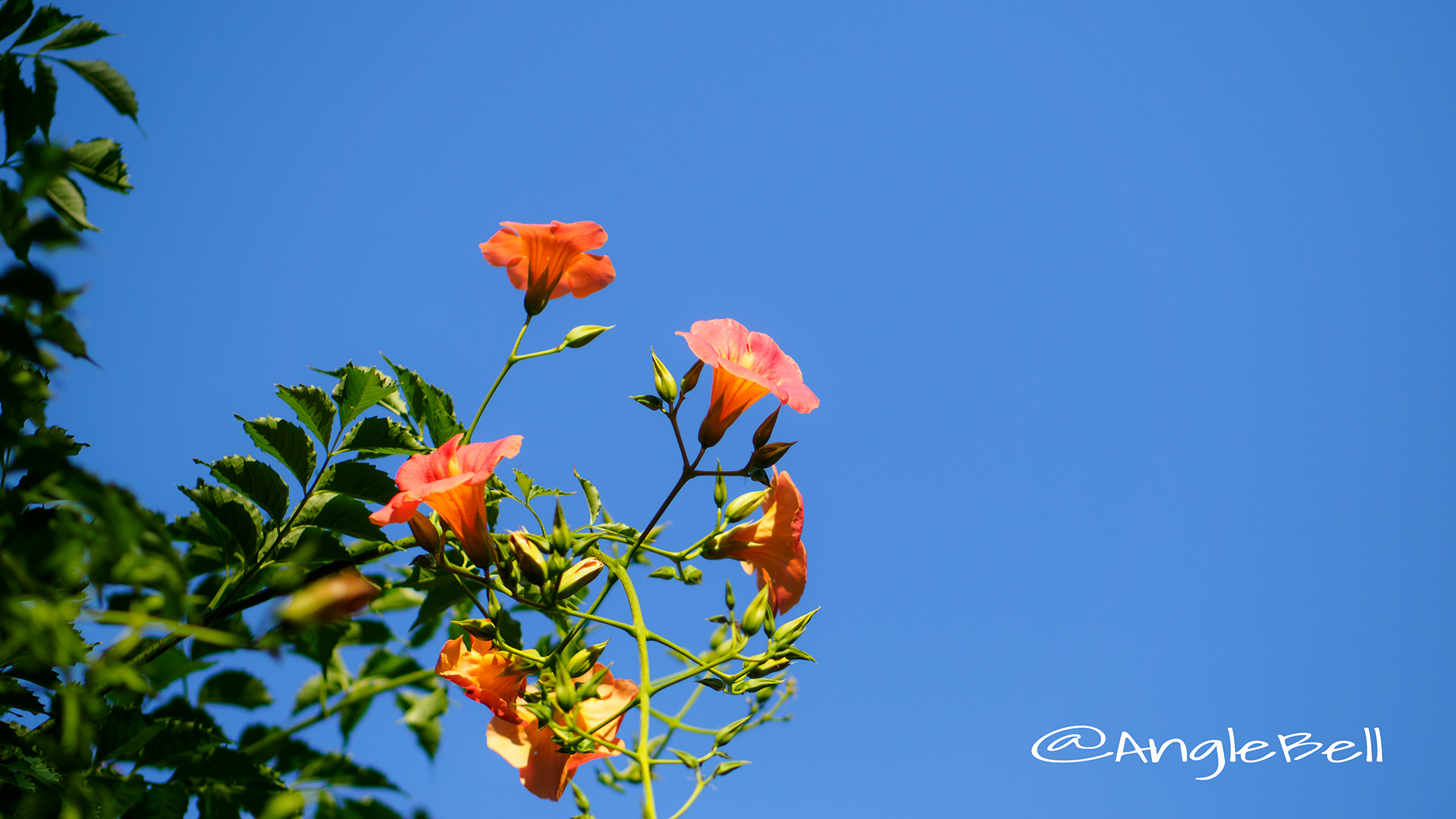 ノウゼンカズラ Flower Photo2