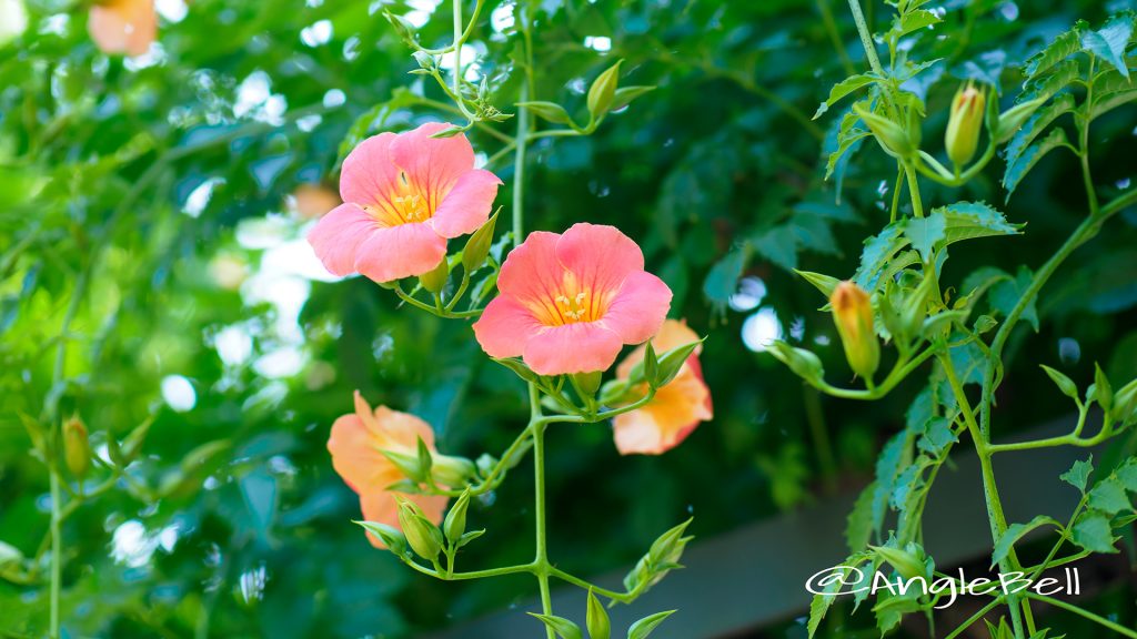 ノウゼンカズラ Flower Photo1