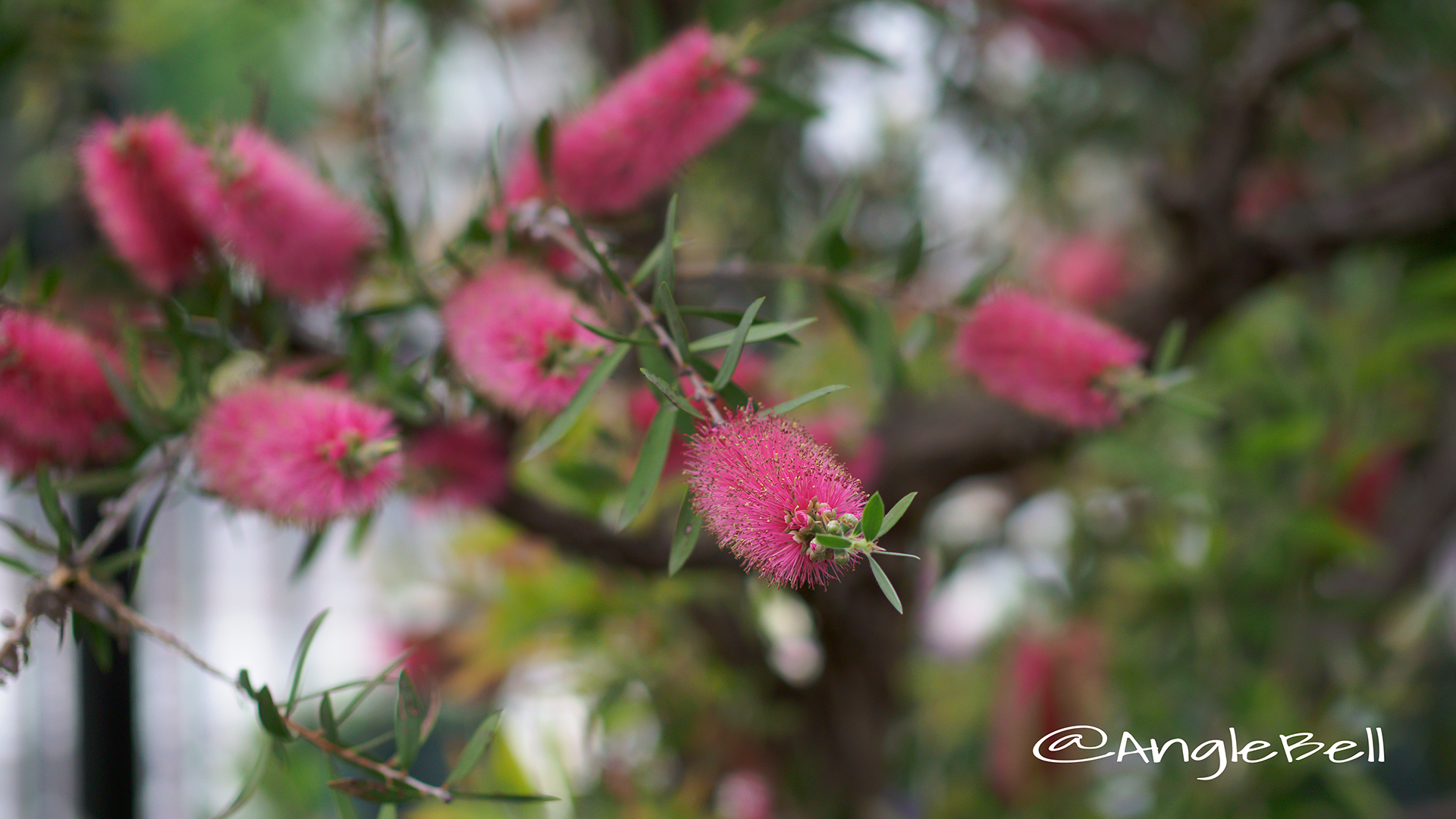 ブラシノキ Flower Photo2