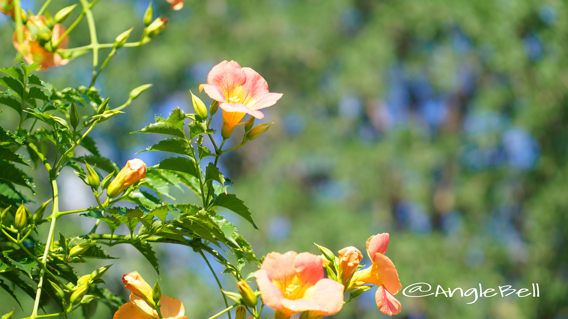 ノウゼンカズラ Flower Photo3